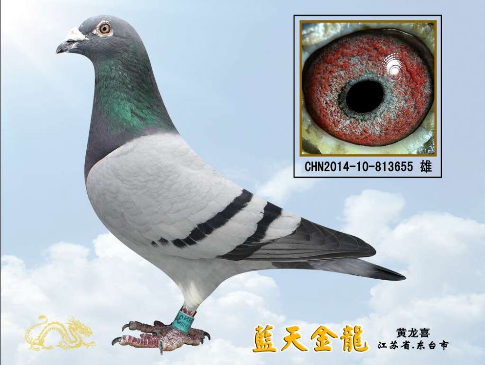 种鸽