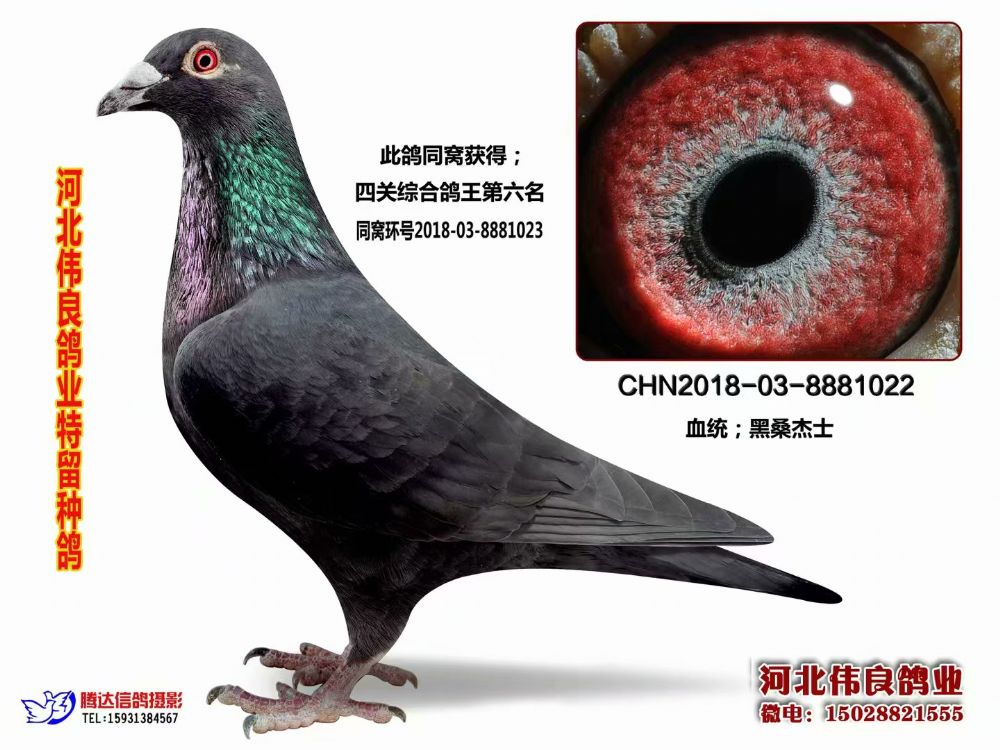 4关综合鸽王6名同窝