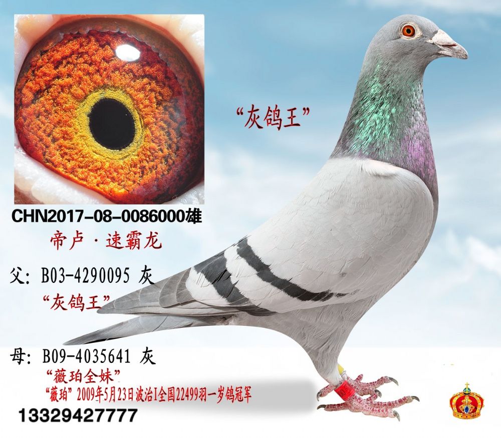 灰鸽王