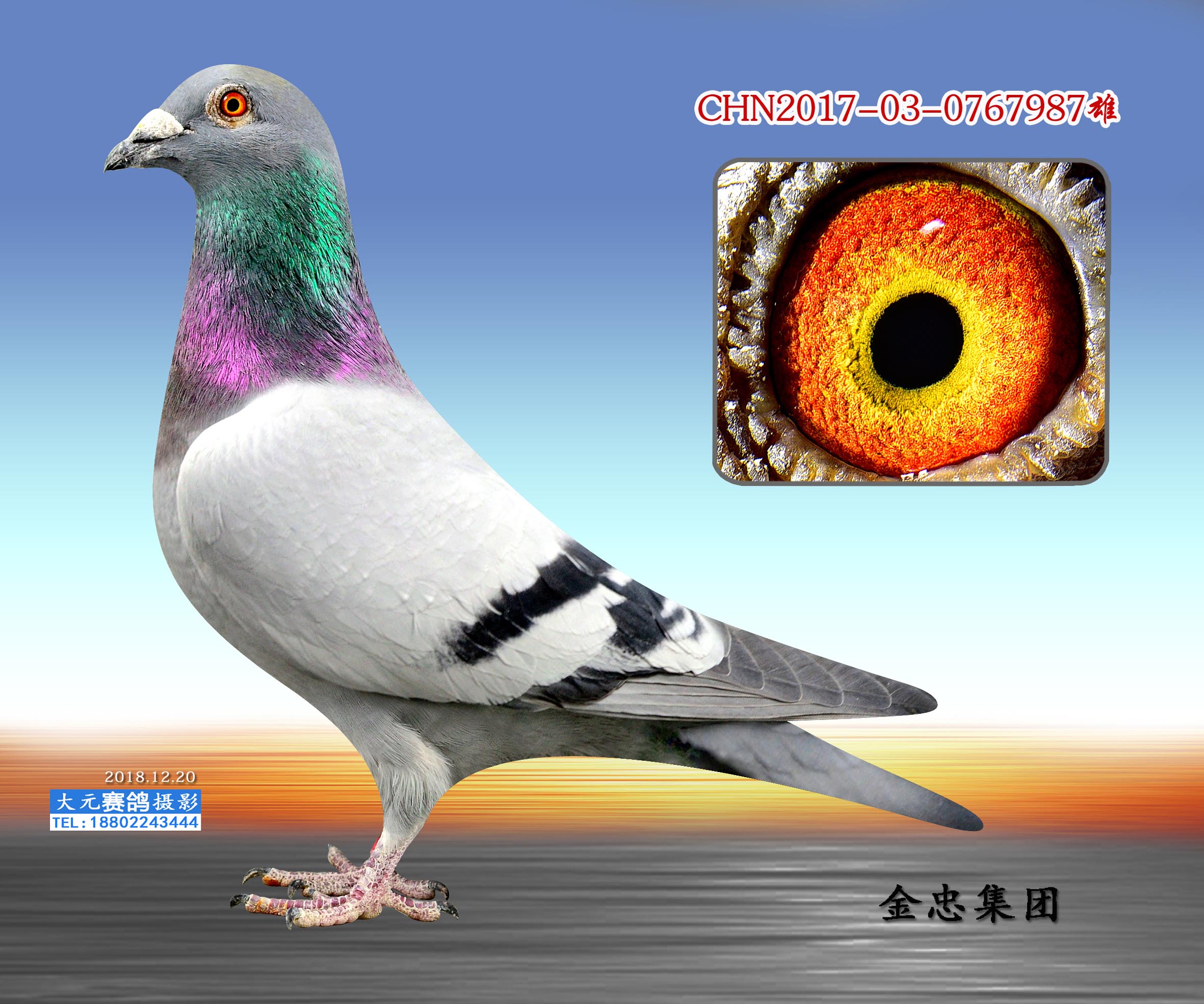 红毛·奶酪987(非卖品)