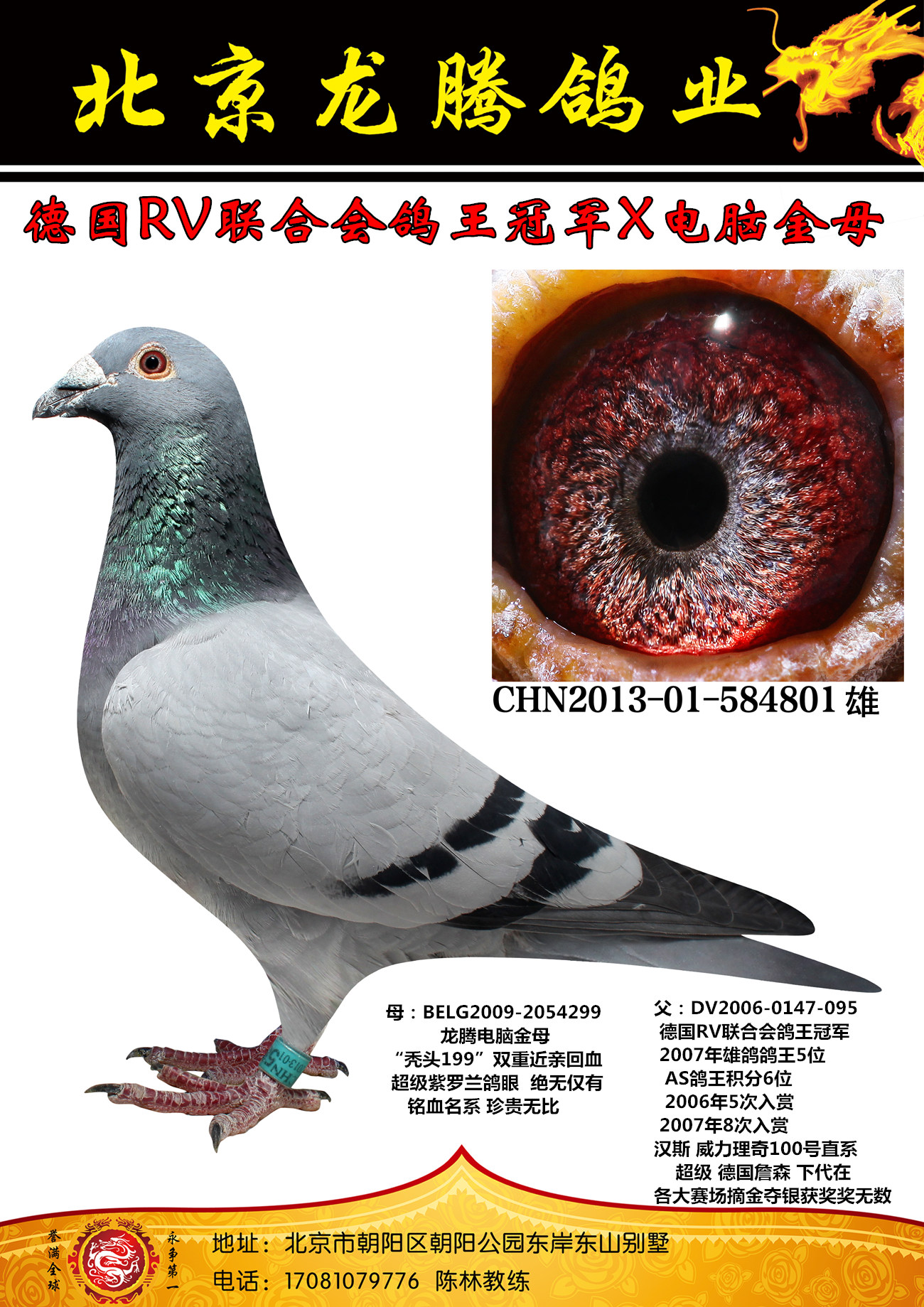 德国rv联合会鸽王冠军直女