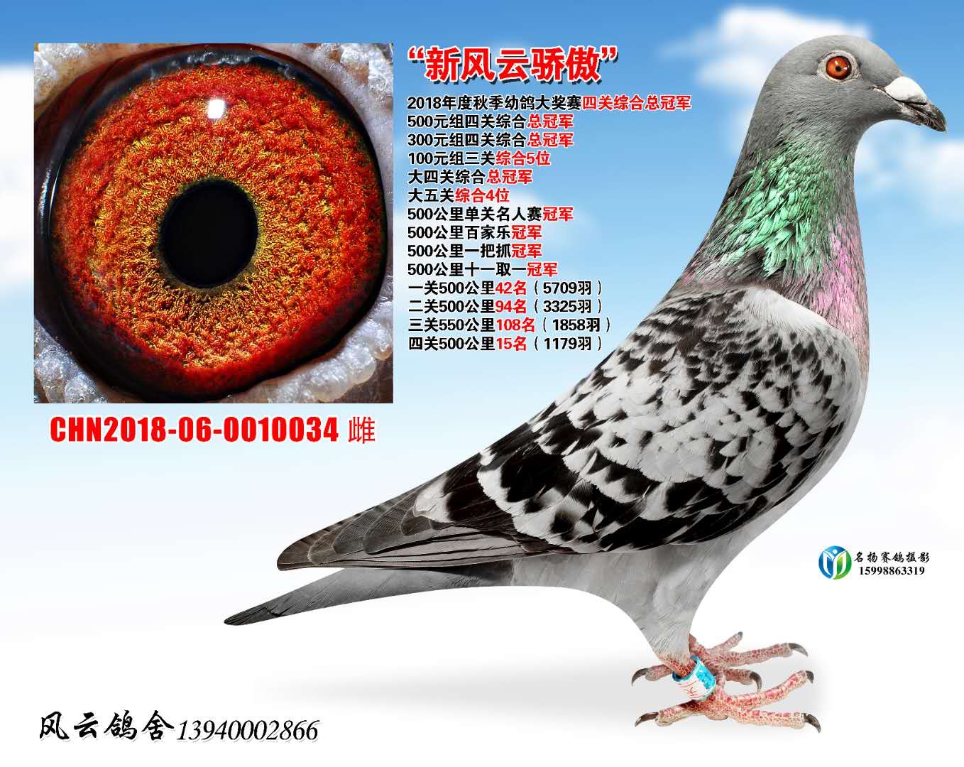 新风云骄傲-沈阳风云鸽舍-中信网爱鸽商城