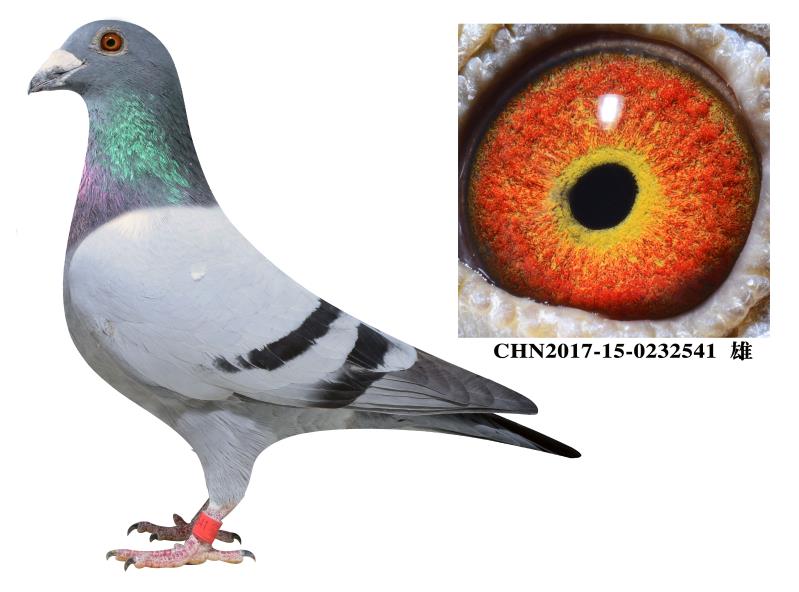 泰山号_金福兄弟鸽舍_ag188.com爱鸽商城_中国信鸽信息网