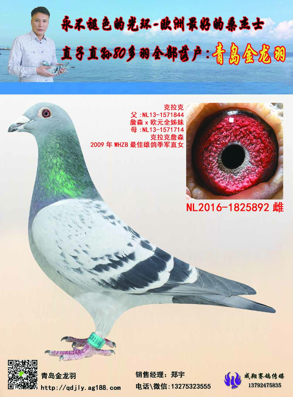 克拉克892_青岛金龙羽_ ag188.com爱鸽商城_中国信鸽信息网