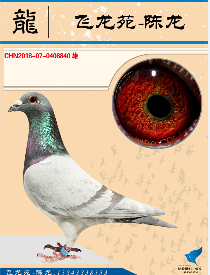 小红杠_飞龙苑_ag188.com爱鸽商城_中国信鸽信息网