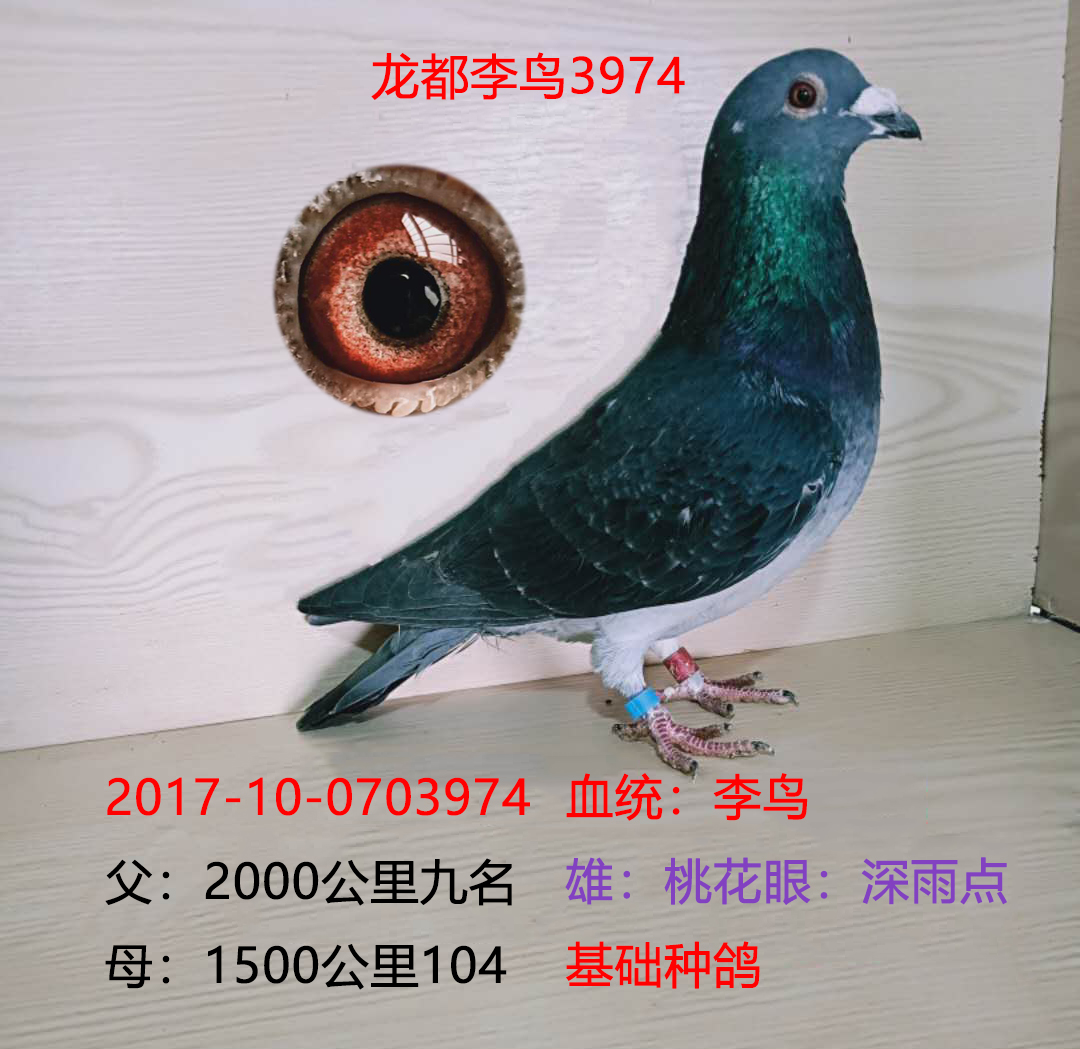 龍都李鳥3974