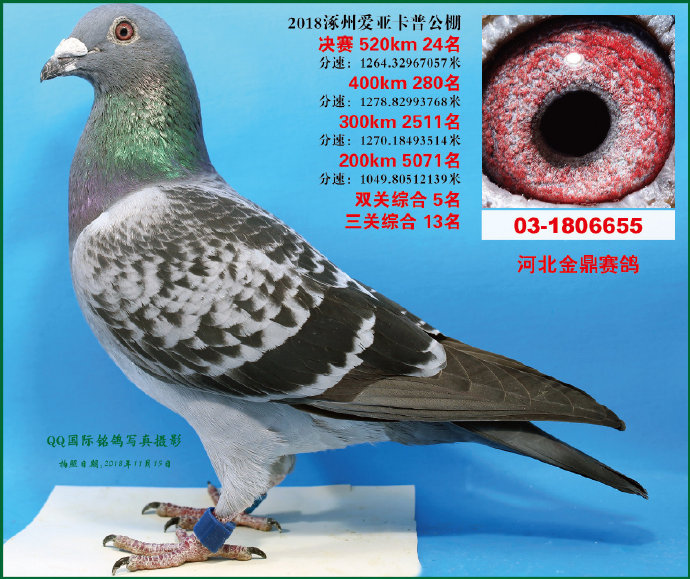 小卡普双关5名-河北金鼎赛鸽-中信网爱鸽商城