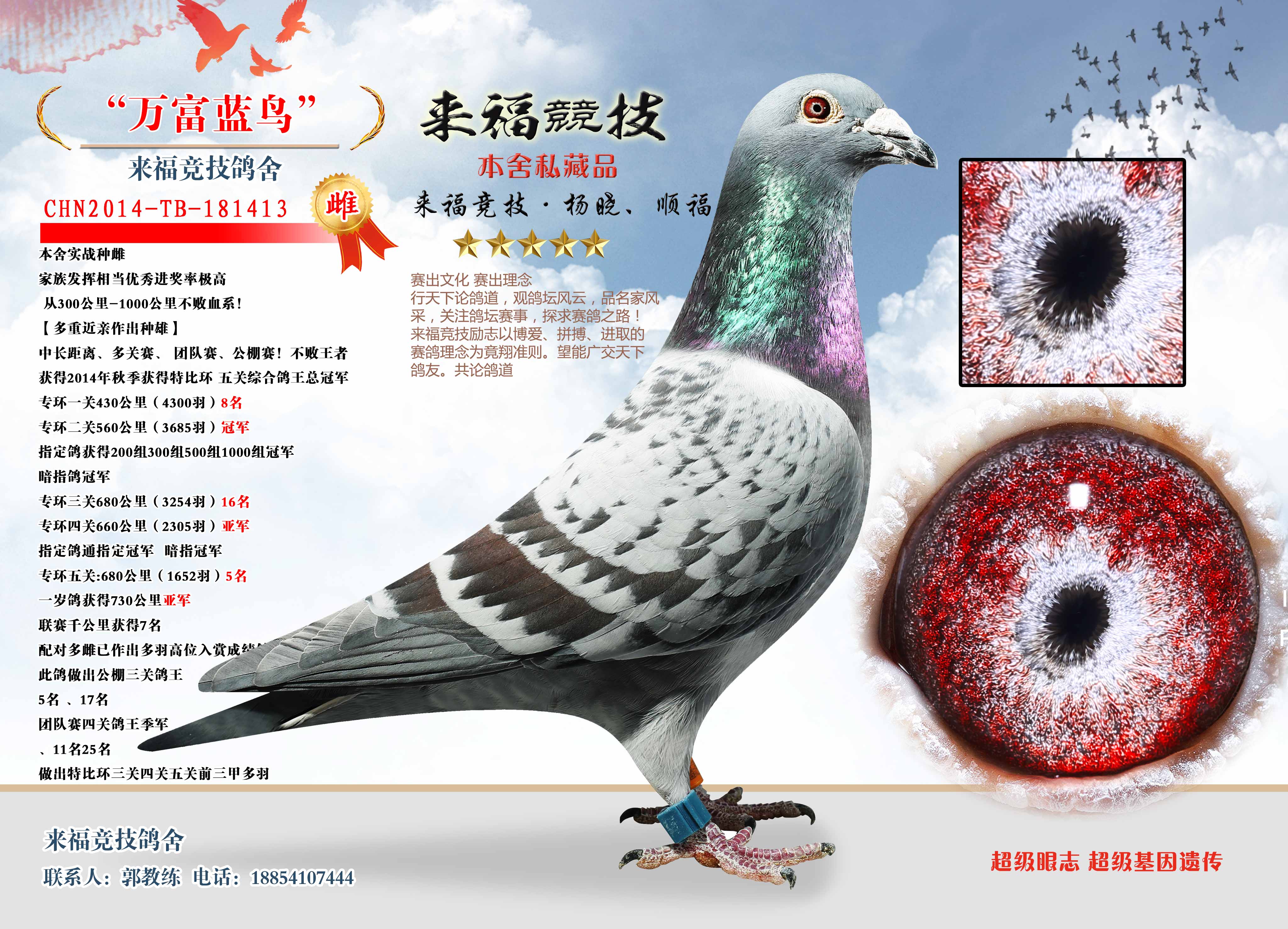 com爱鸽商城_中国信鸽信息网