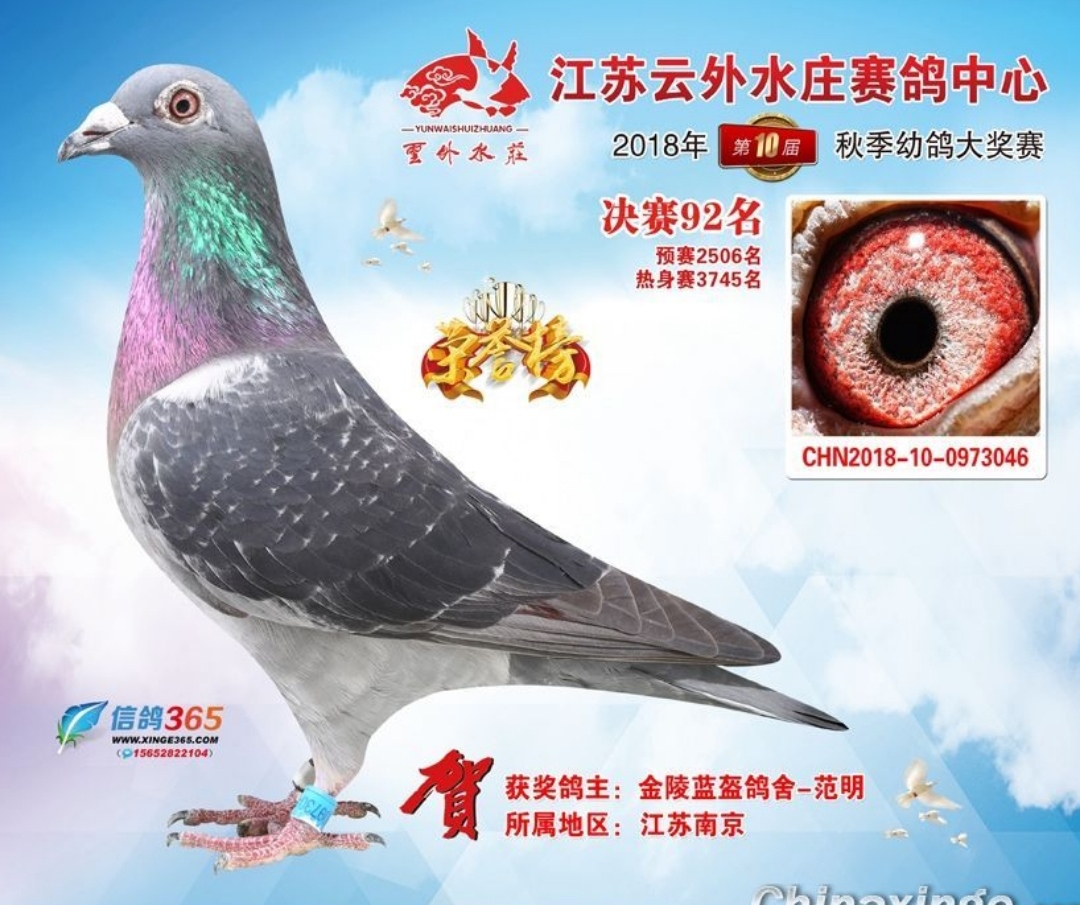 "云外046"-金陵蓝盔鸽舍-中信网爱鸽商城