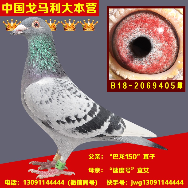 com爱鸽商城_中国信鸽信息网