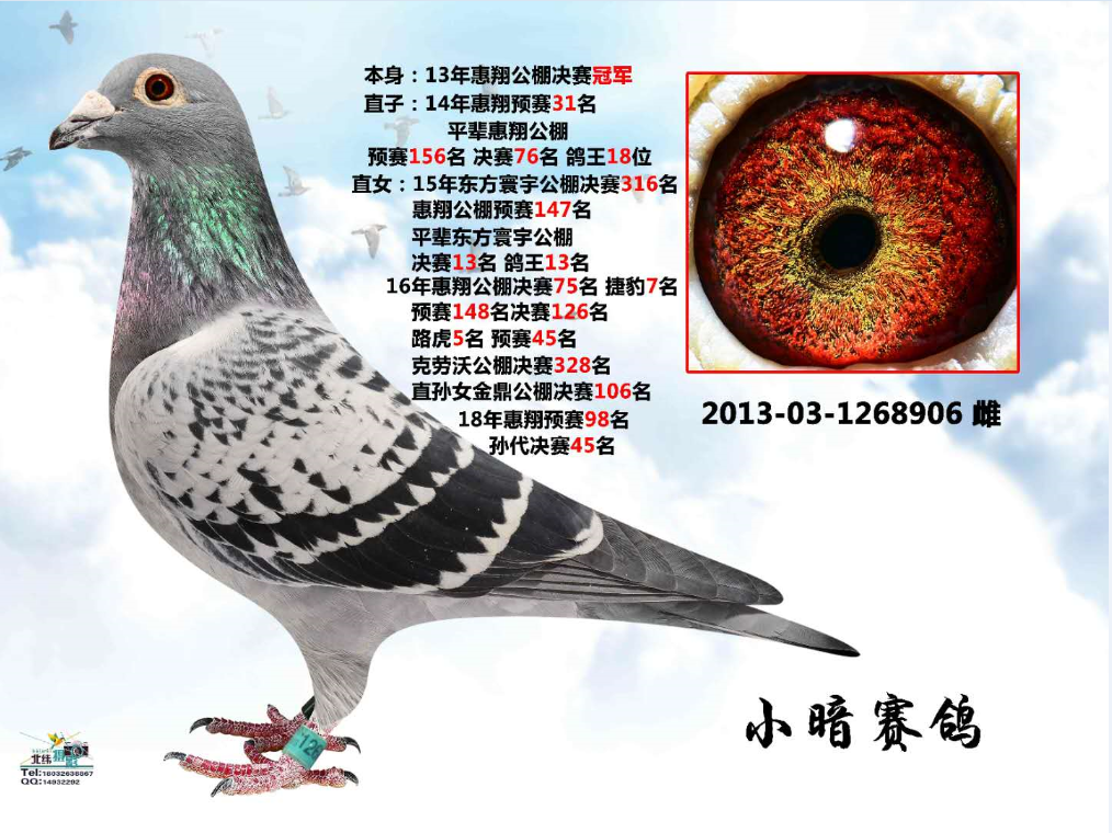 2016年惠翔决赛获奖鸽图片
