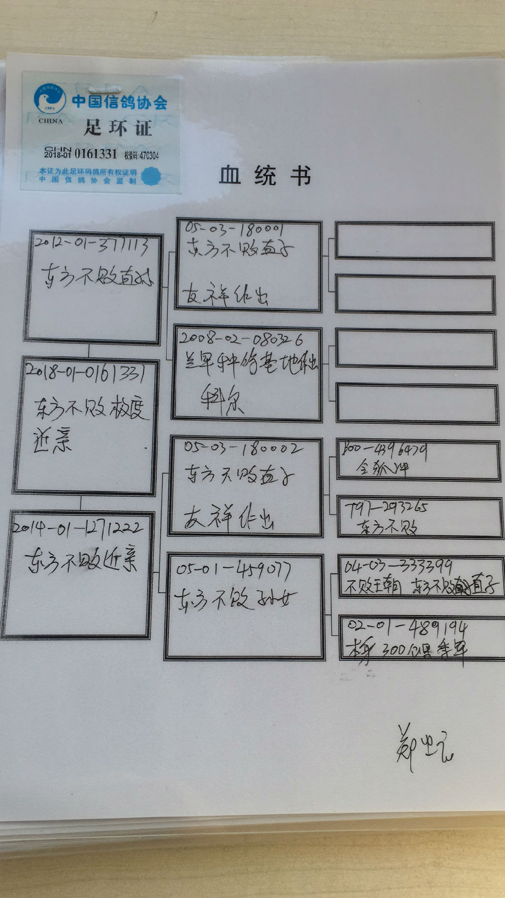 友祥鸽业血统书图片图片