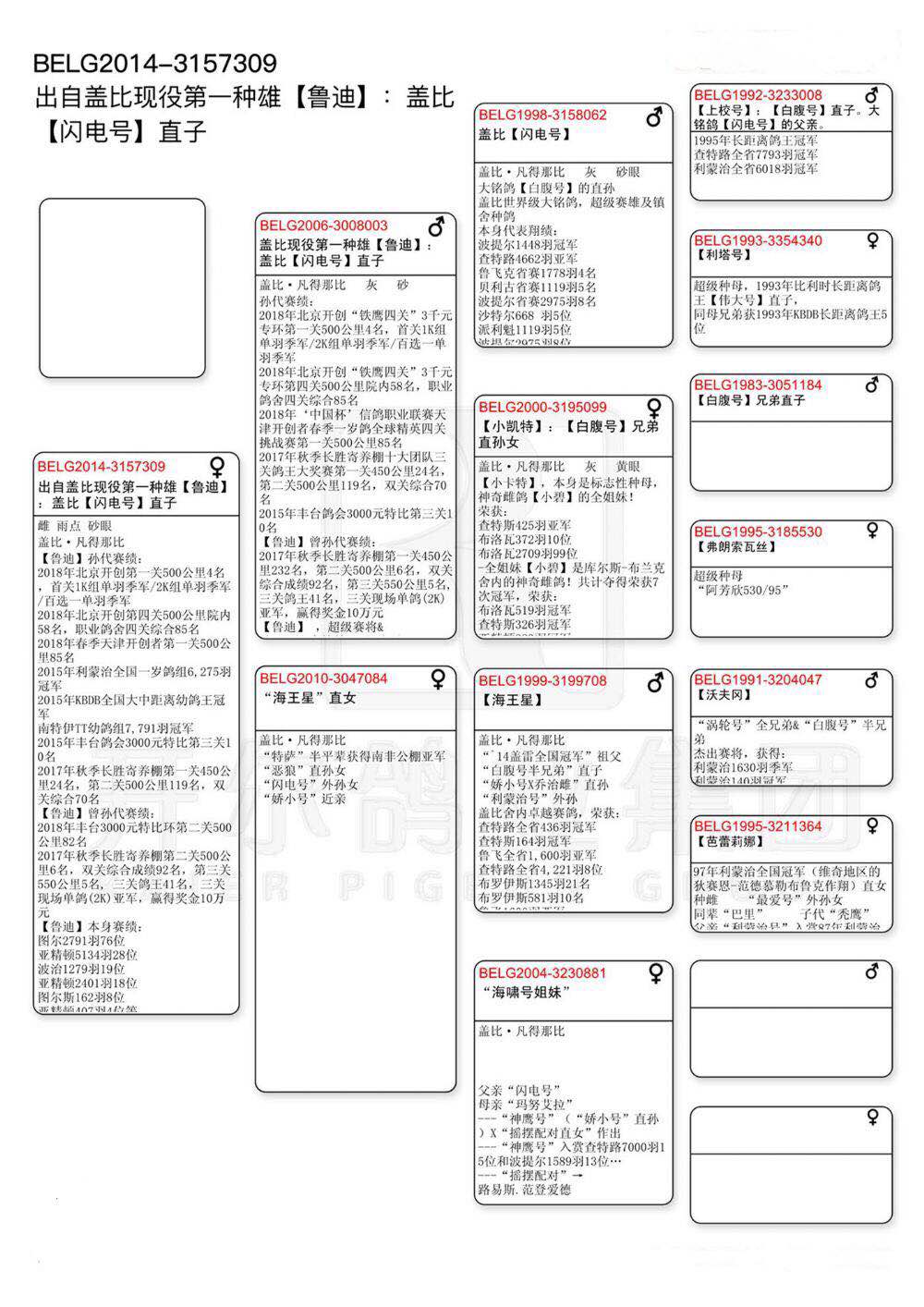 惠比特盖文血统表图片