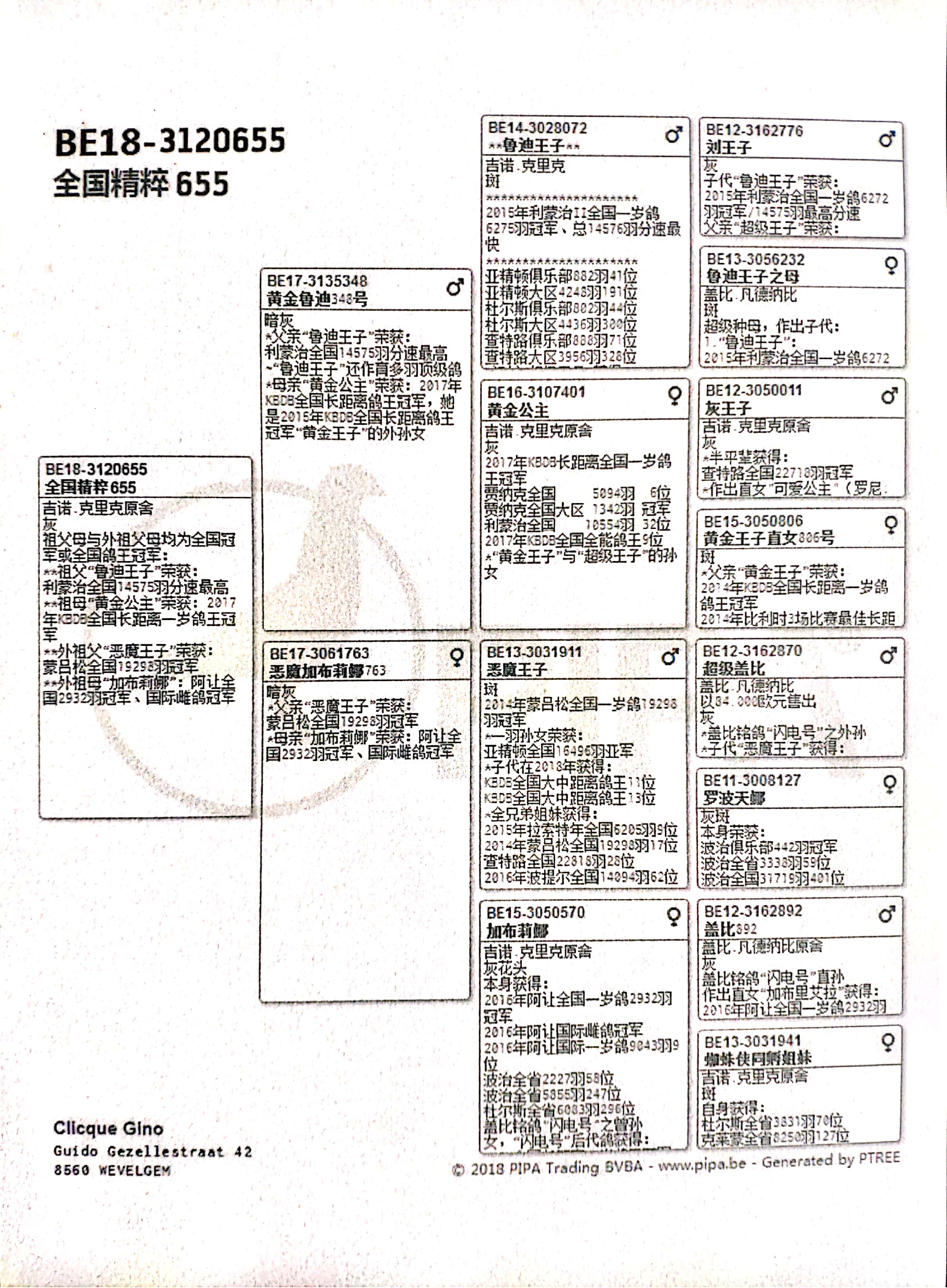 吉诺克里克血统图片