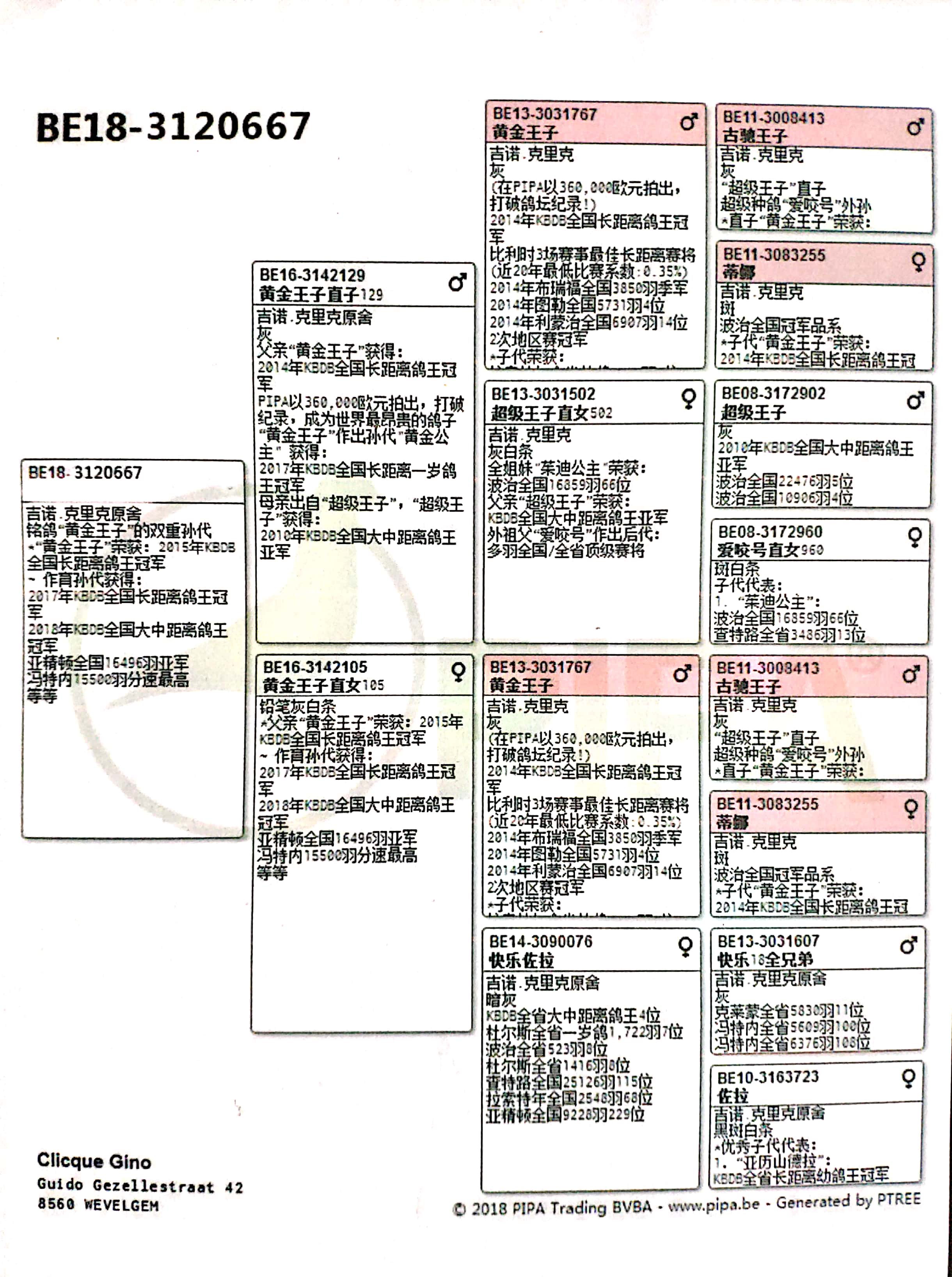 吉诺克里克血统图片