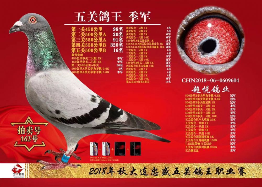 3_超悦鸽业_ag188.com爱鸽商城_中信网