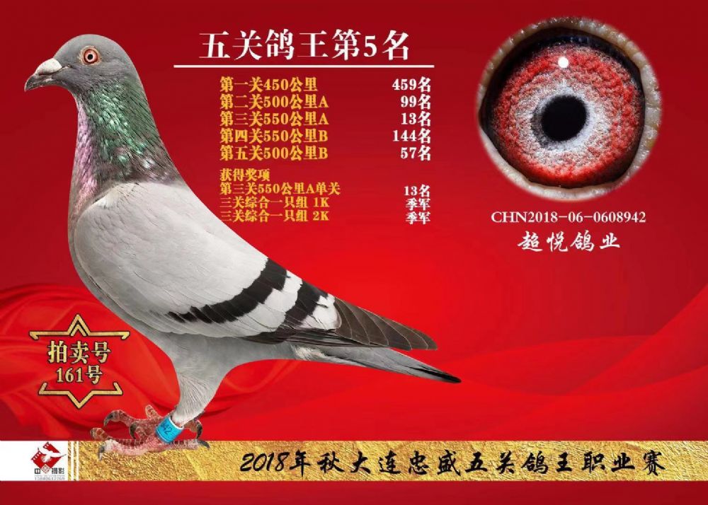 中国超悦鸽业 - 中信网铭鸽展厅 www.ag188.com