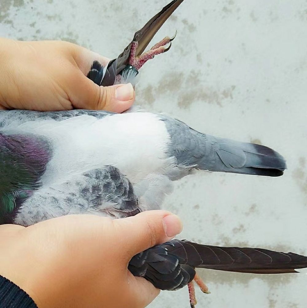 慕利门铅笔灰沙眼种雄台