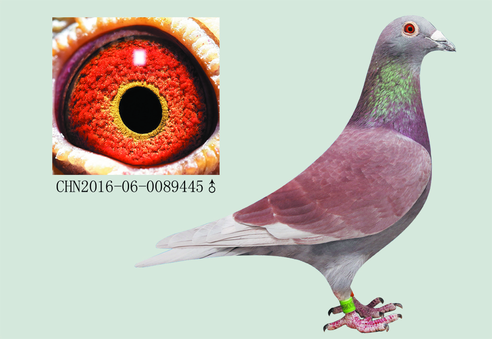 红眼皮信鸽血统图片图片