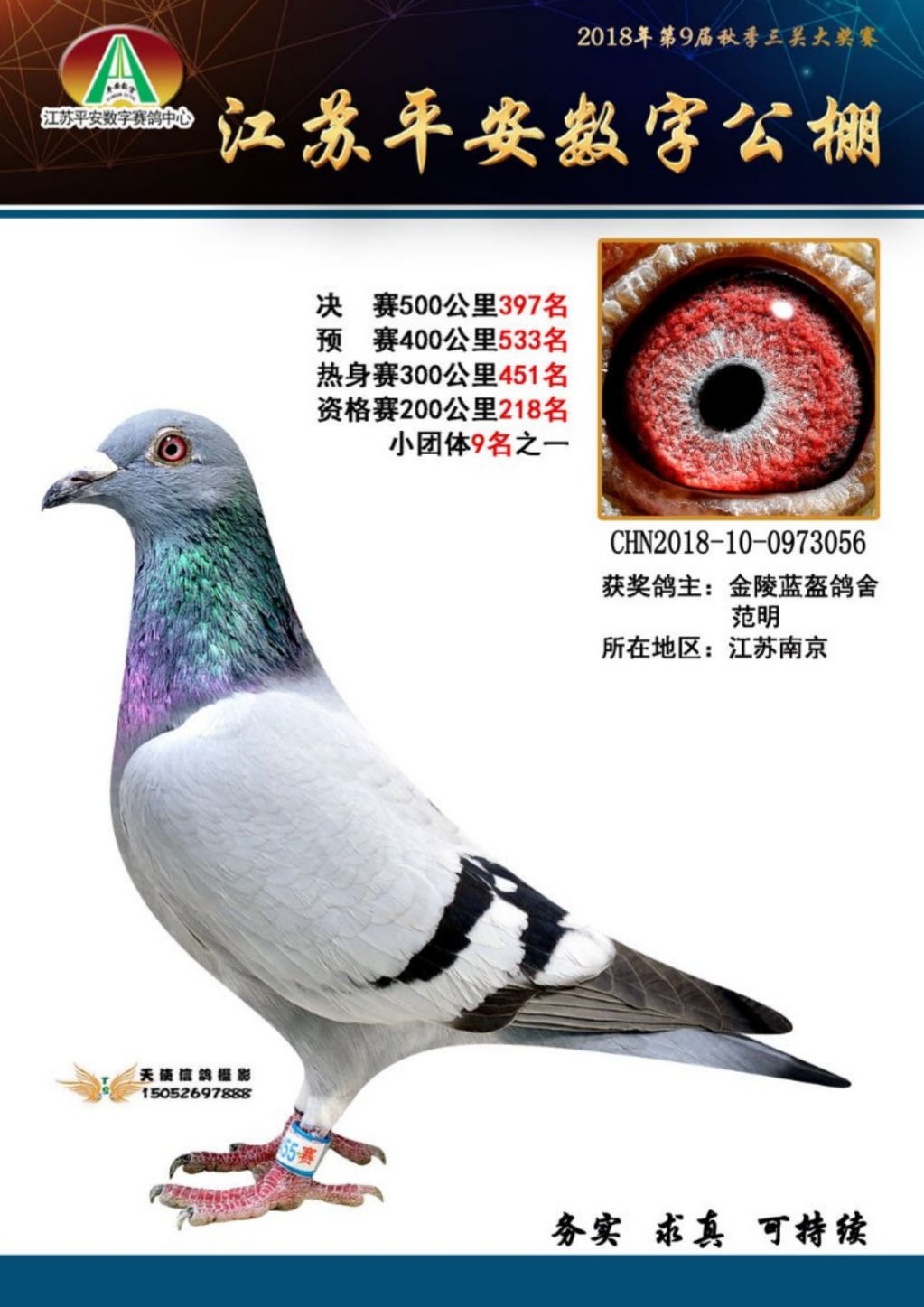 "平安056"-金陵蓝盔鸽舍-中信网爱鸽商城