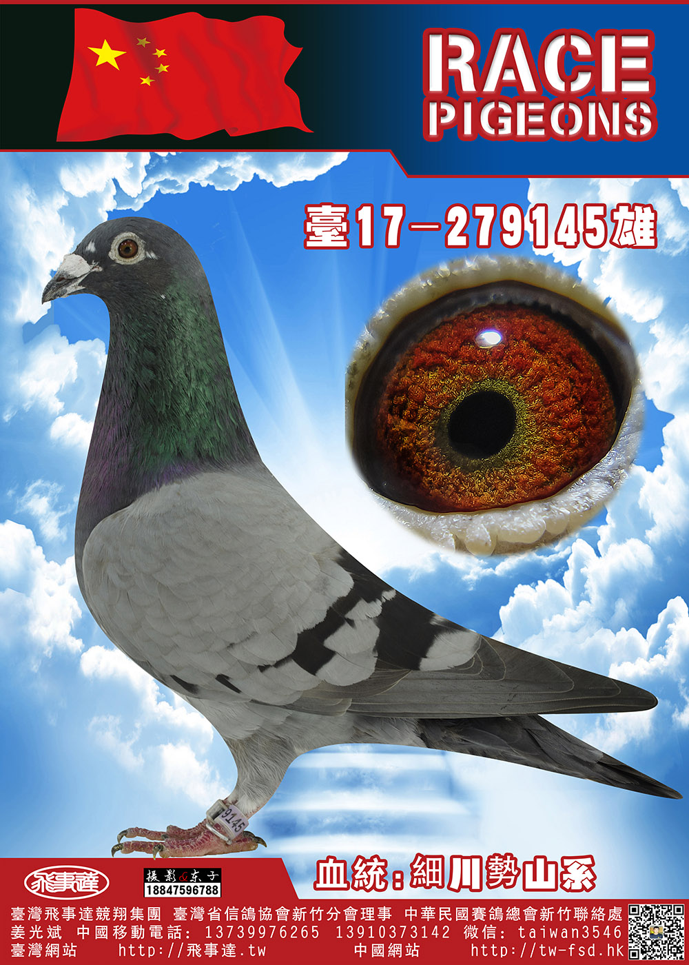 日本军鸽—细川势山系253-145