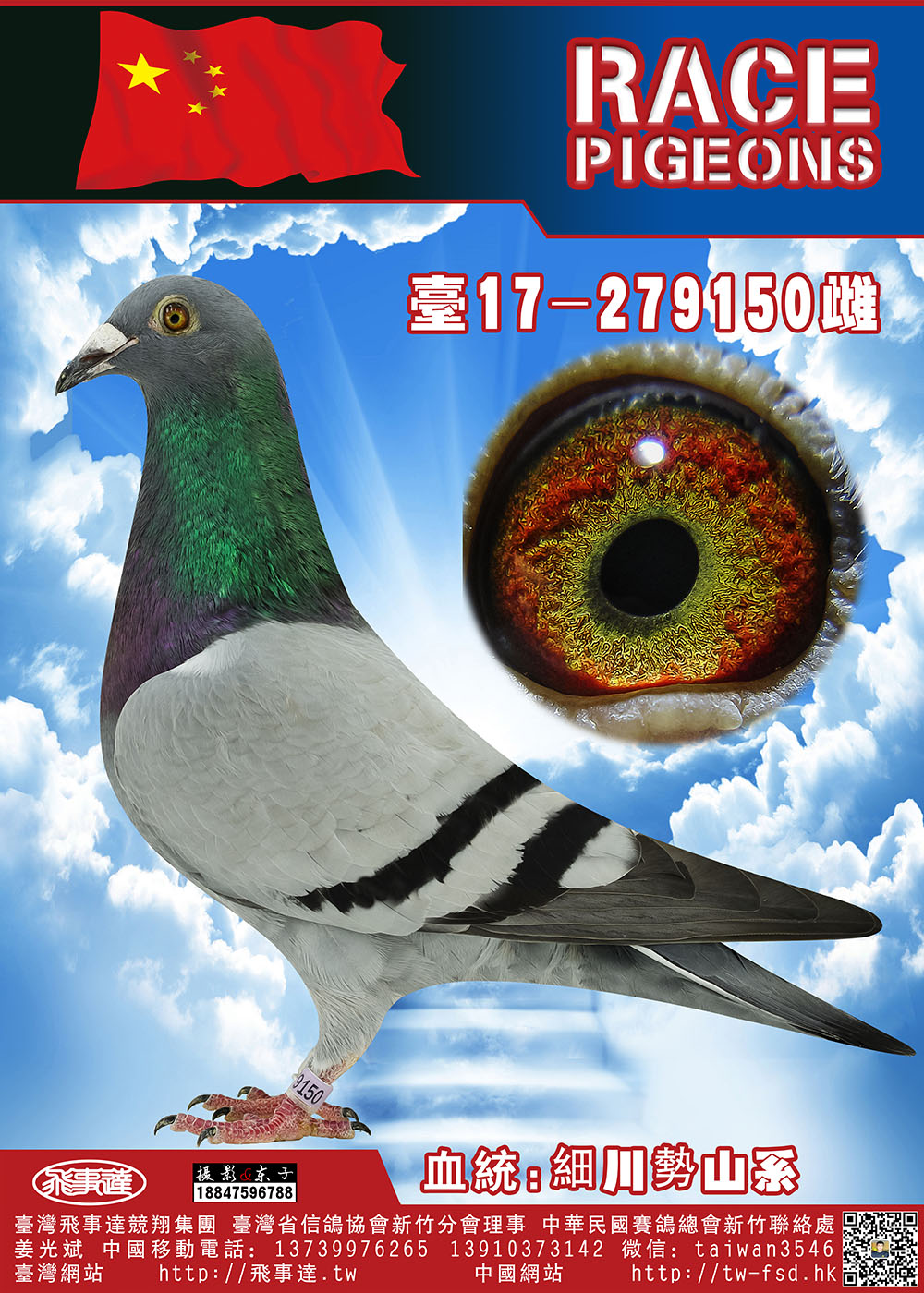 日本军鸽—细川势山系253-150