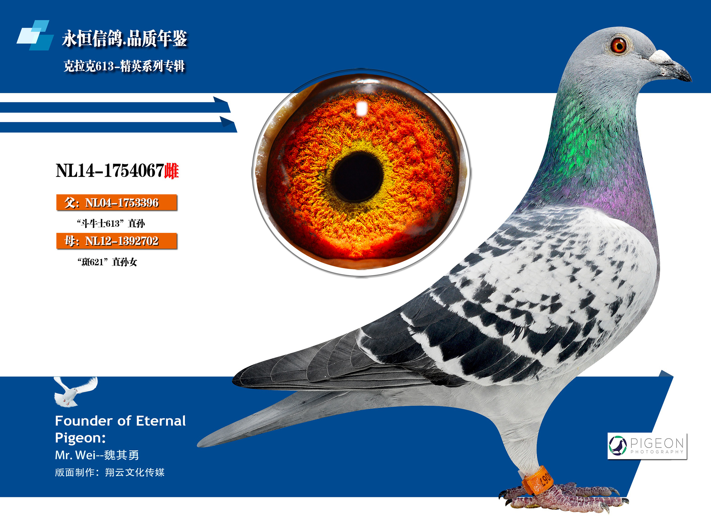 克拉克067_永恒信鸽-中信网爱鸽商城
