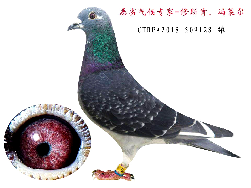 修斯肯冯莱尔128