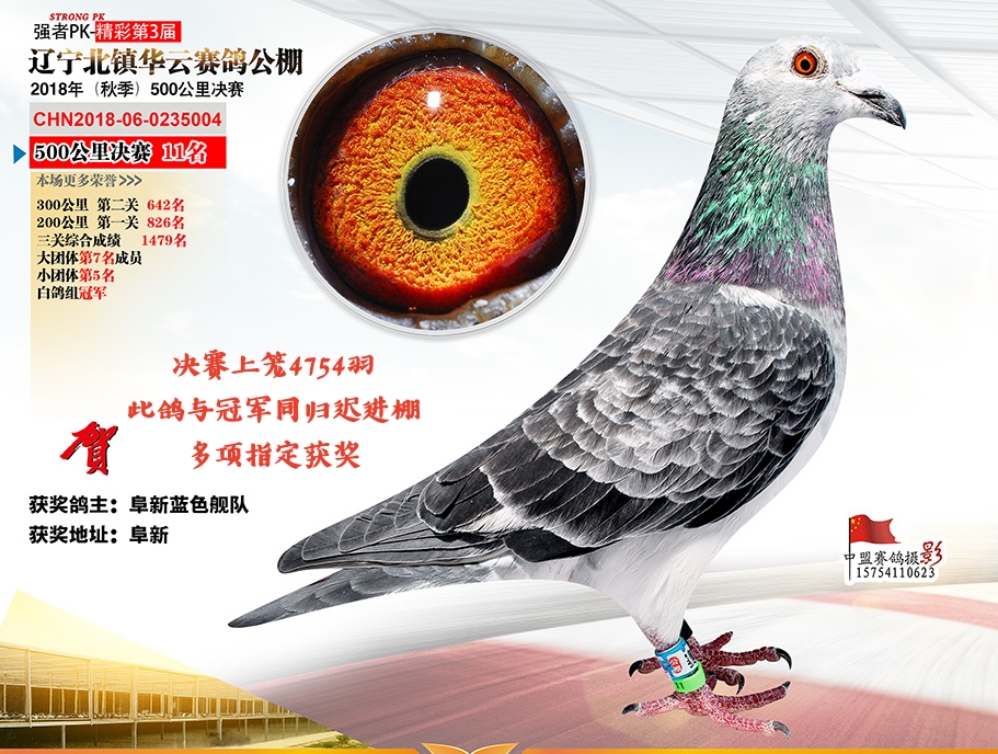 com爱鸽商城_中国信鸽信息网