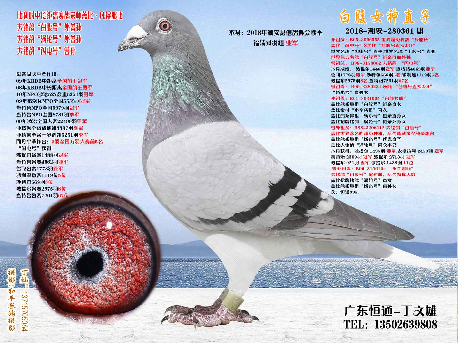 白腹女神直子280361