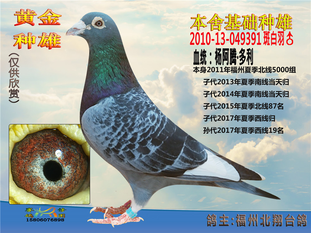 石斑白条杨阿腾超级种雄