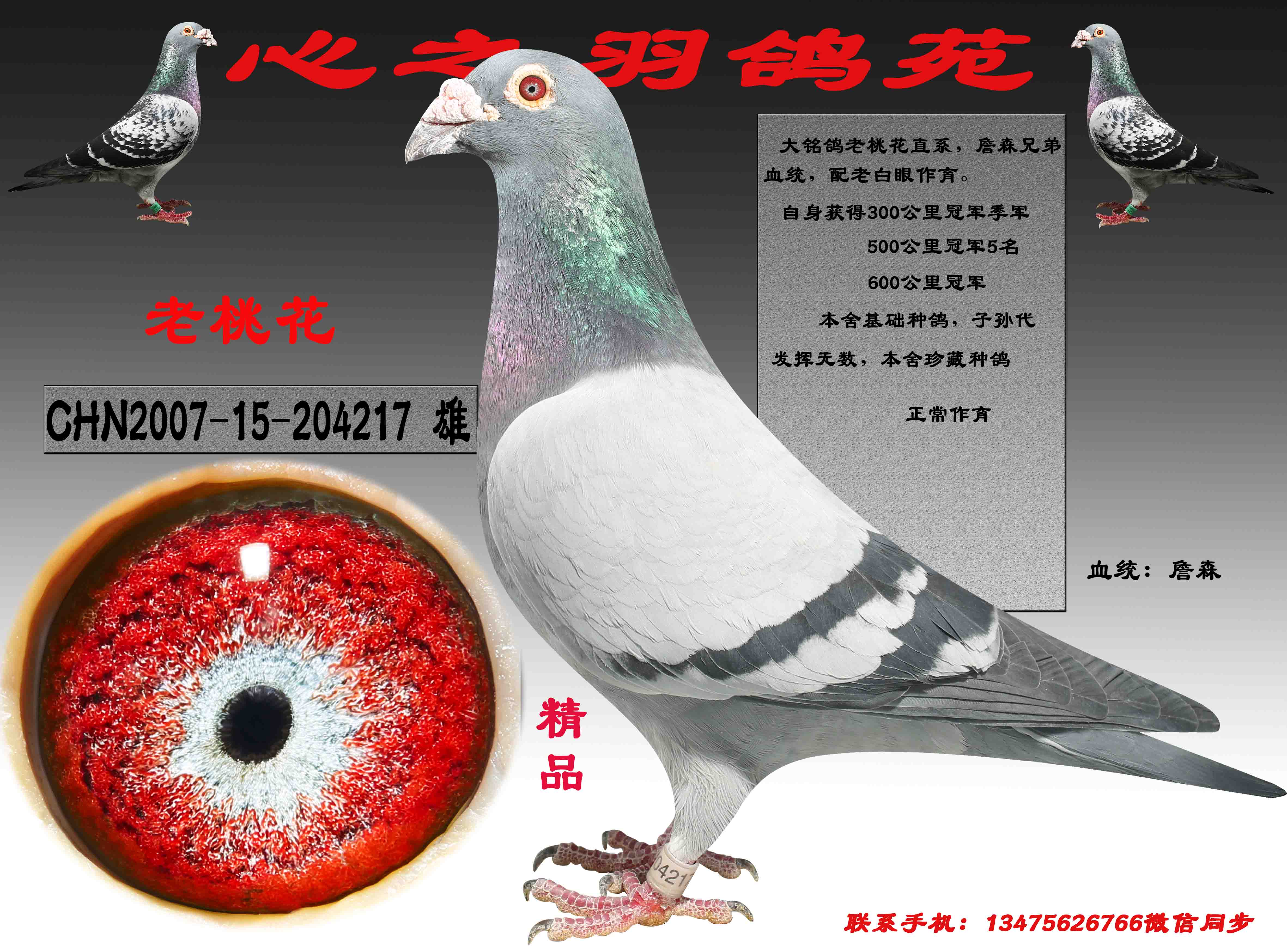 兄弟分家,彻底清棚,低价出售全棚种鸽