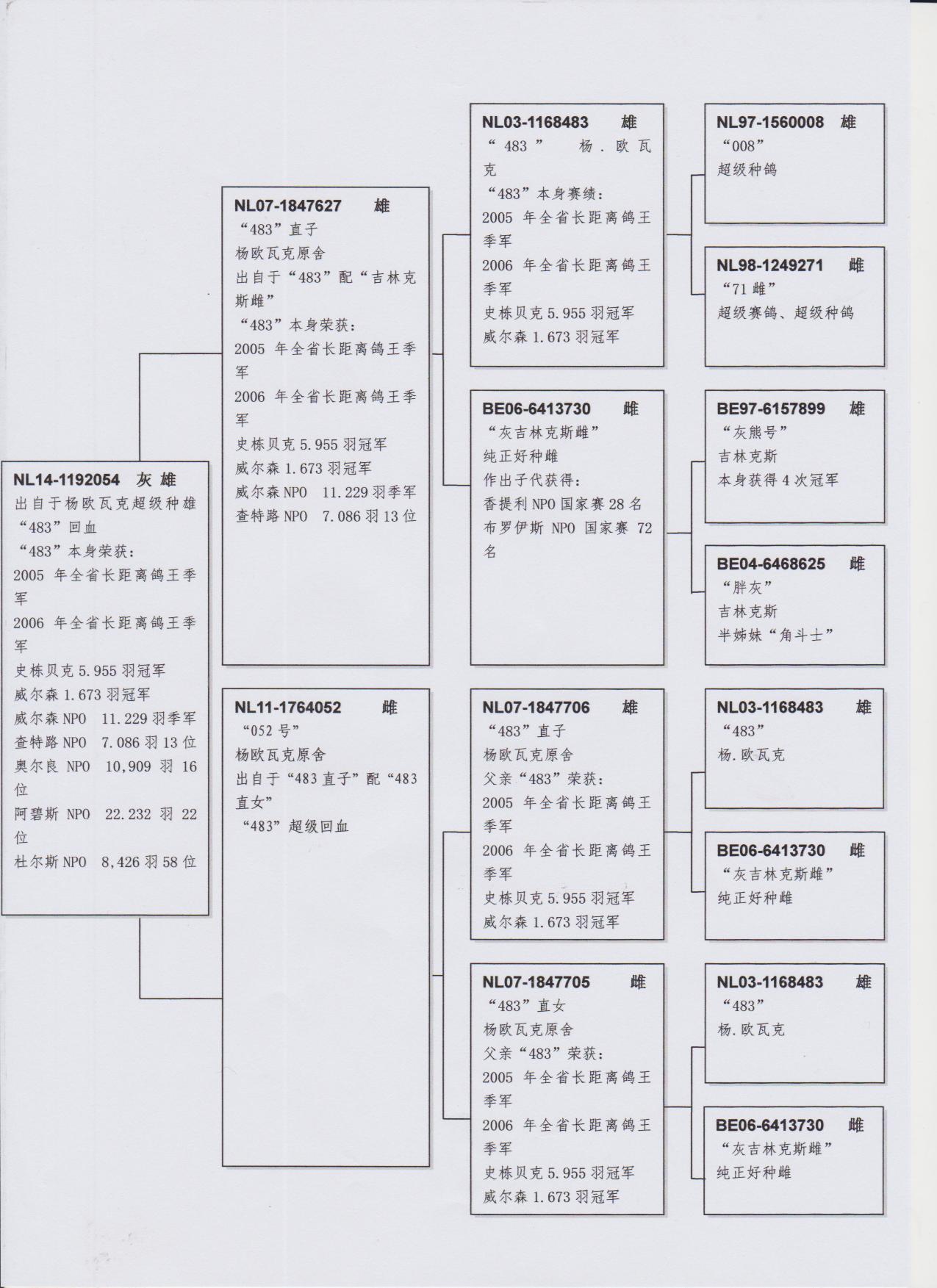 种鸽回血秘诀图片