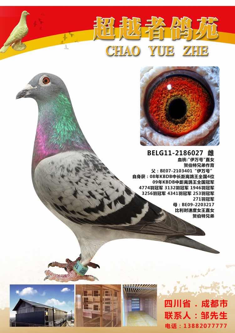 四川超越者鸽苑