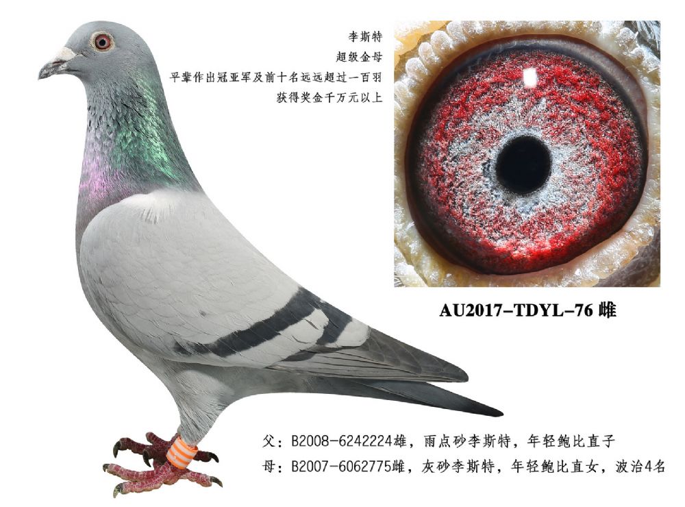 超级金母-美国金字塔联合鸽舍-中信网爱鸽商城