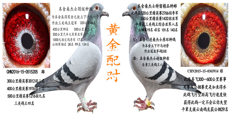 桑杰士黄金配对