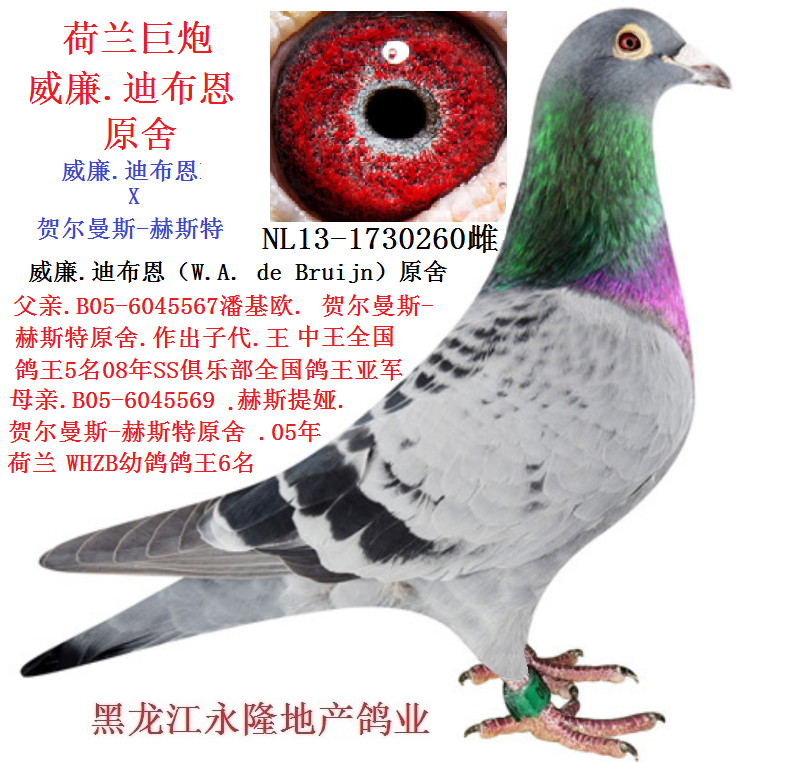 荷兰.威廉迪布恩.原舍