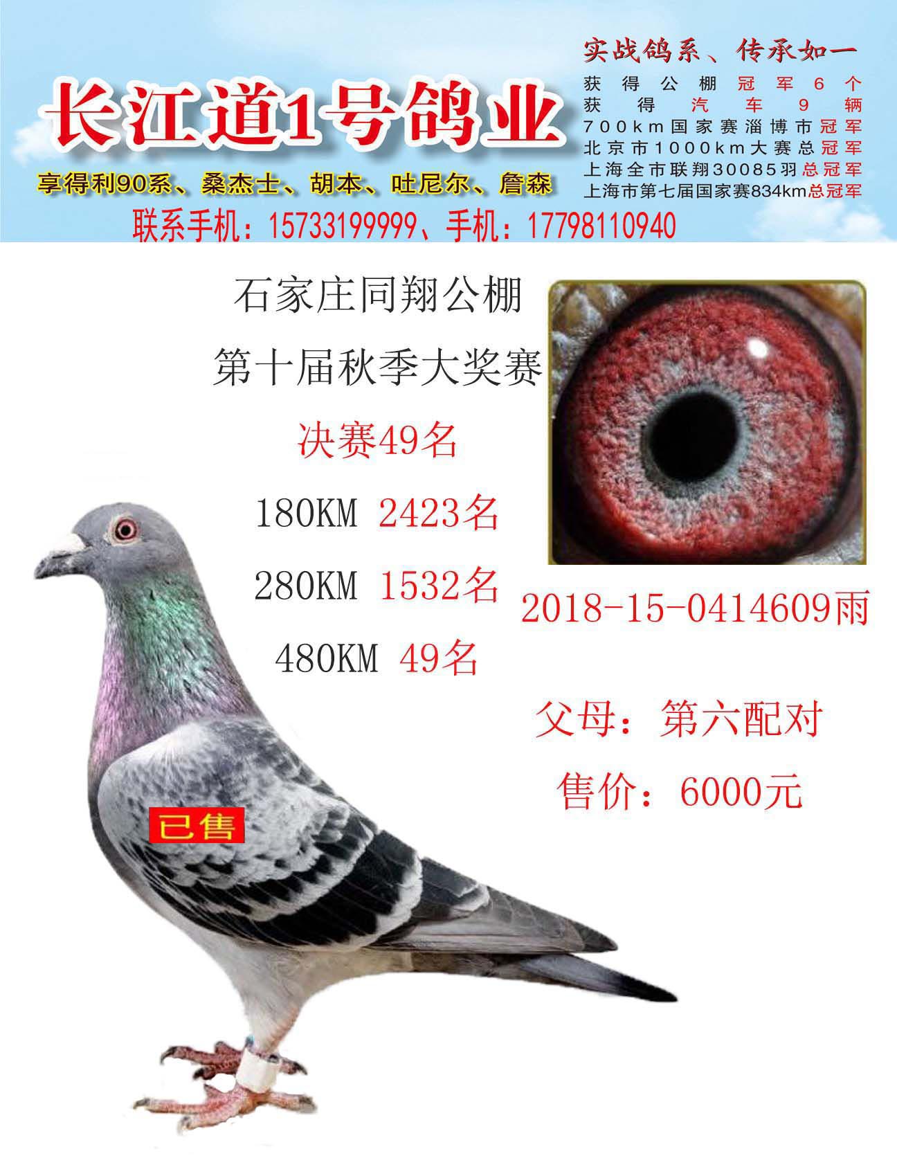 1226609 决赛 49名_长江道1号鸽业_ ag188.