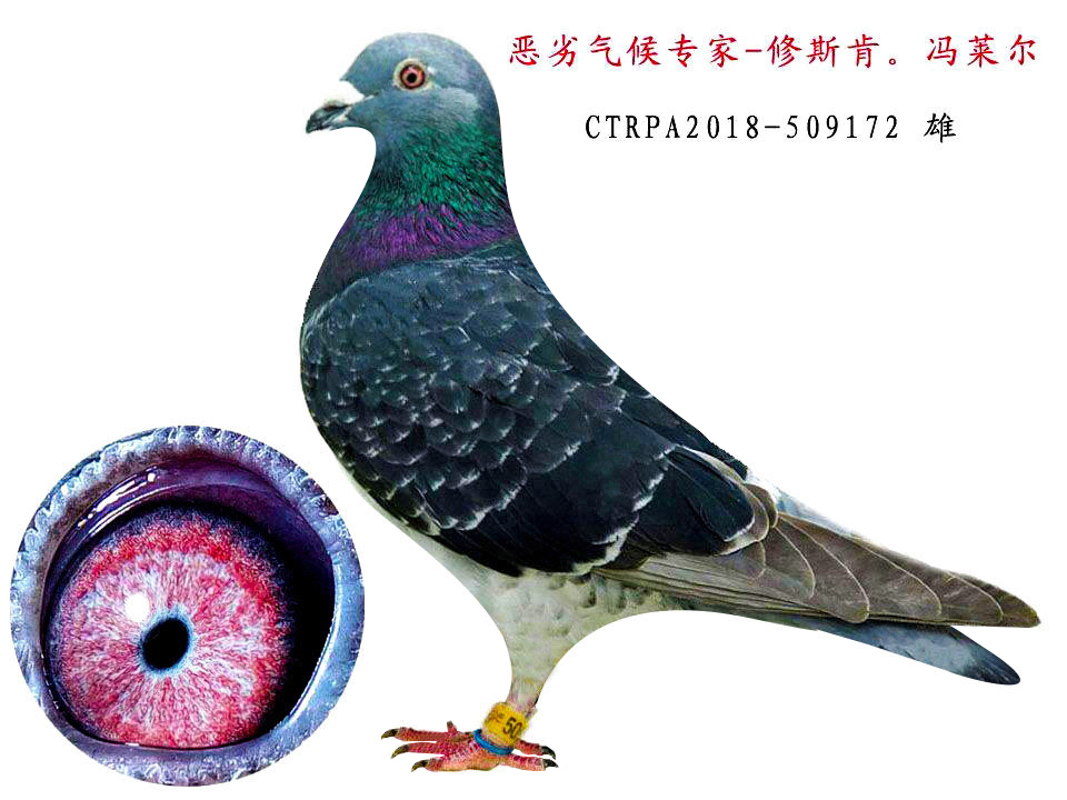 修斯肯冯莱尔172_飞事达广东研究中心-中信网爱鸽商城