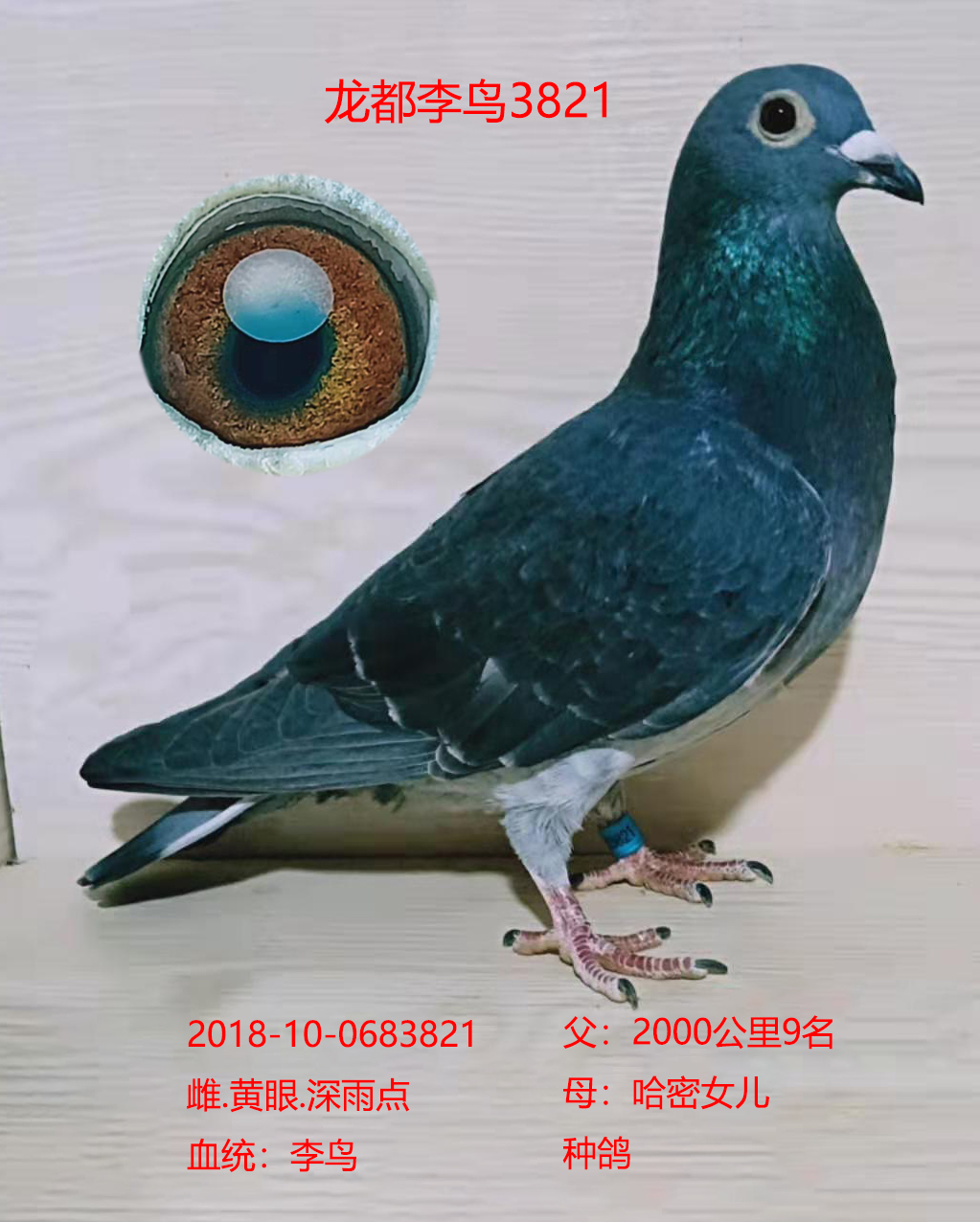 龍都李鳥3821_龍都賽鴿_ ag188.com愛鴿商城_中國信鴿信息網