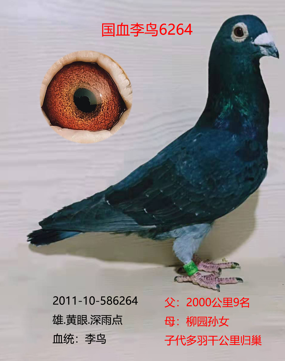 国血李鸟6264