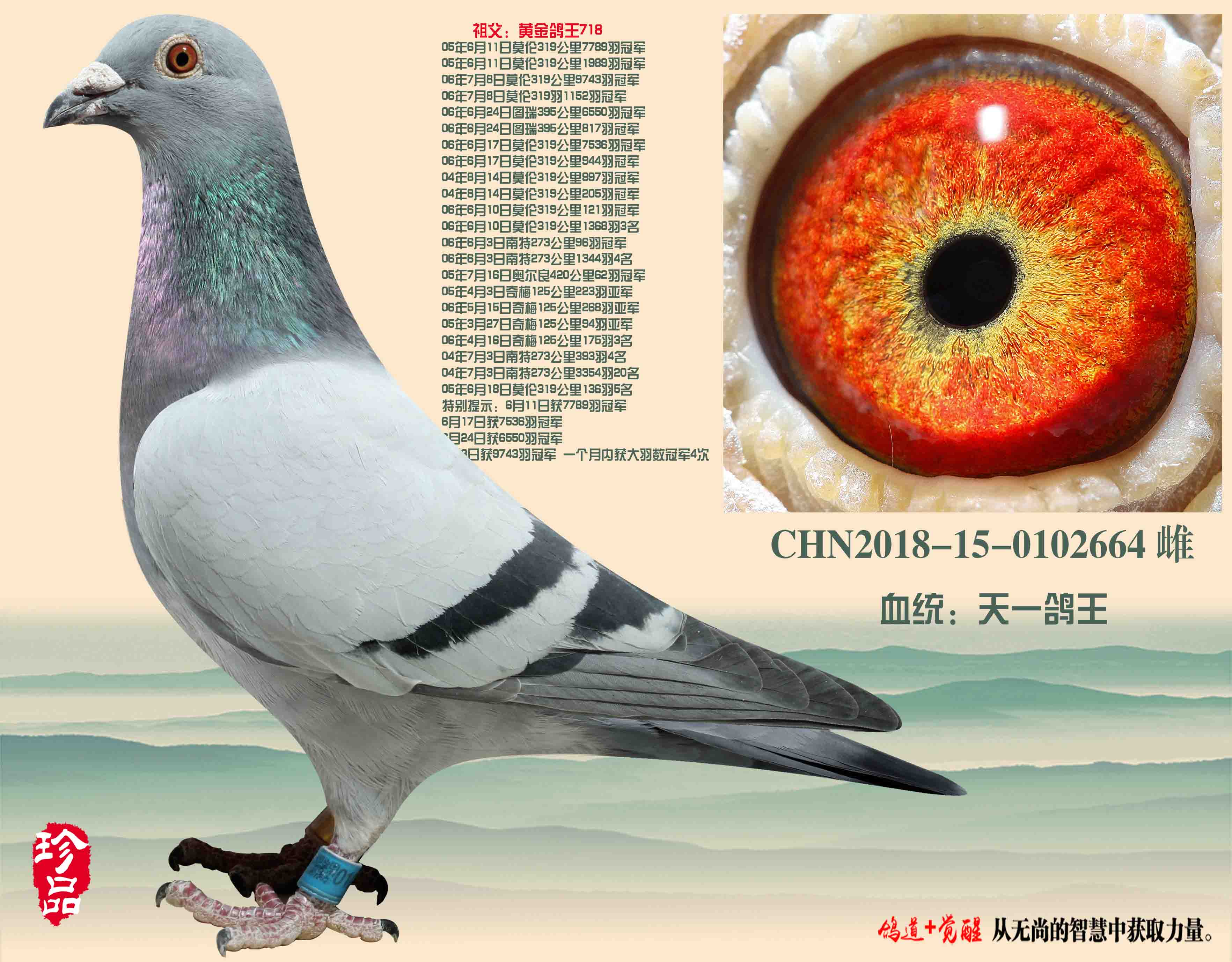 中国天一鸽业金环种鸽图片