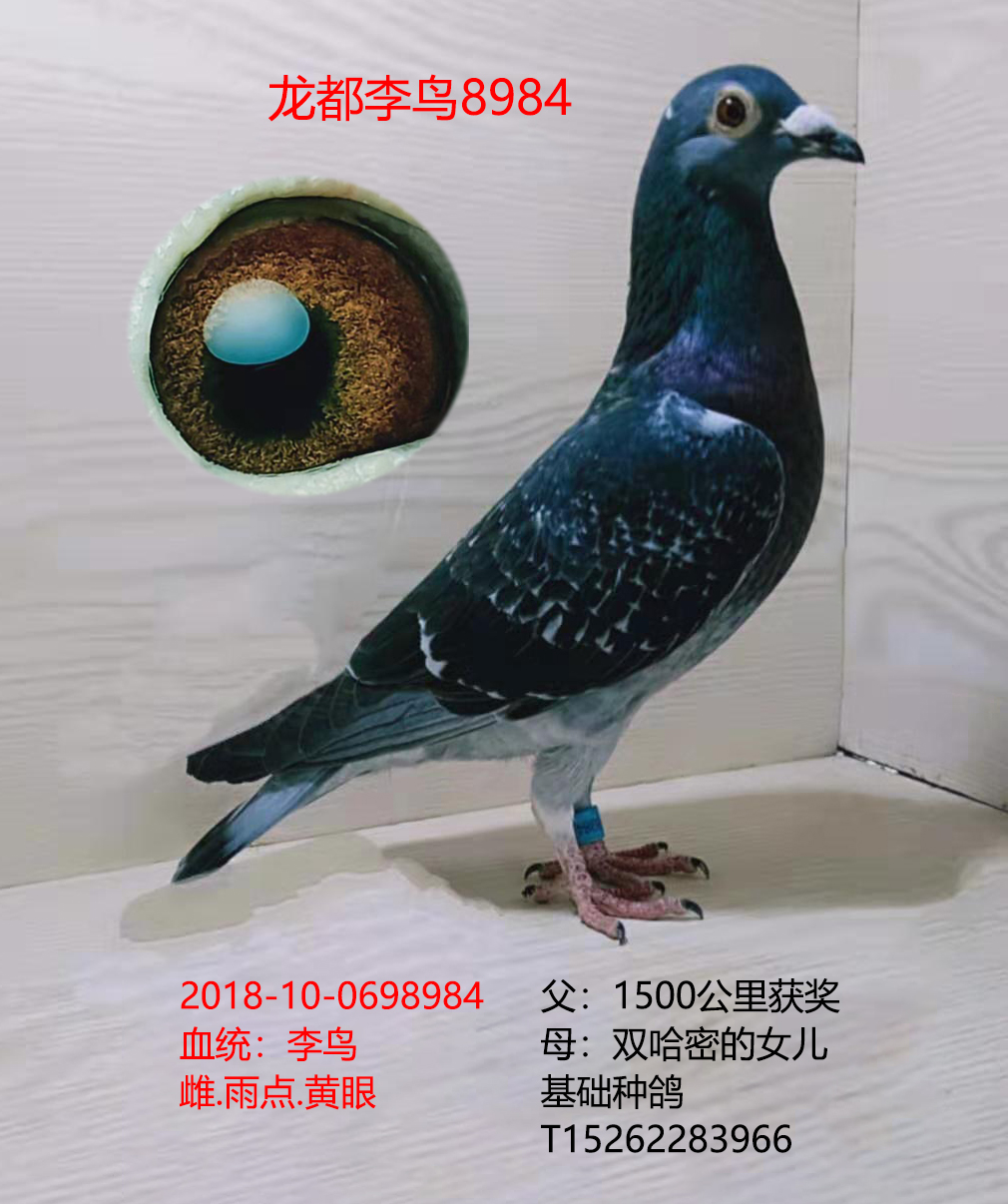 龍都李鳥8984