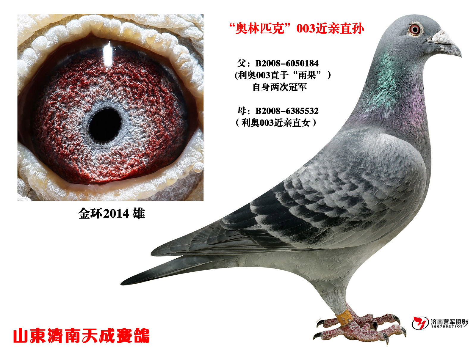 利奥·贺尔曼斯 【雨果】直子"金环b"_山东济南天成赛鸽_ ag188.