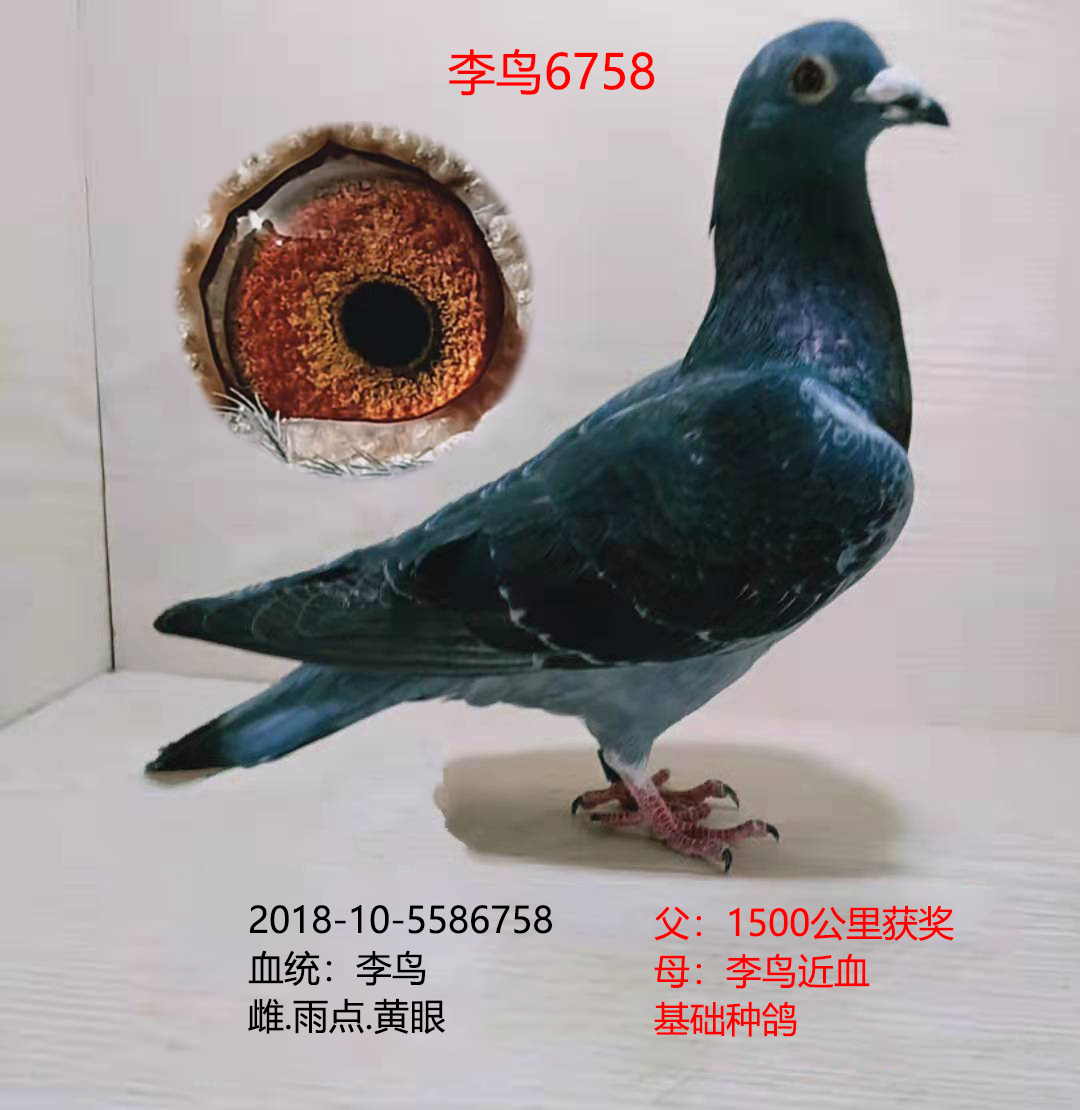 李鸟6758_龙都赛鸽_ ag188.com爱鸽商城_中国信鸽信息网