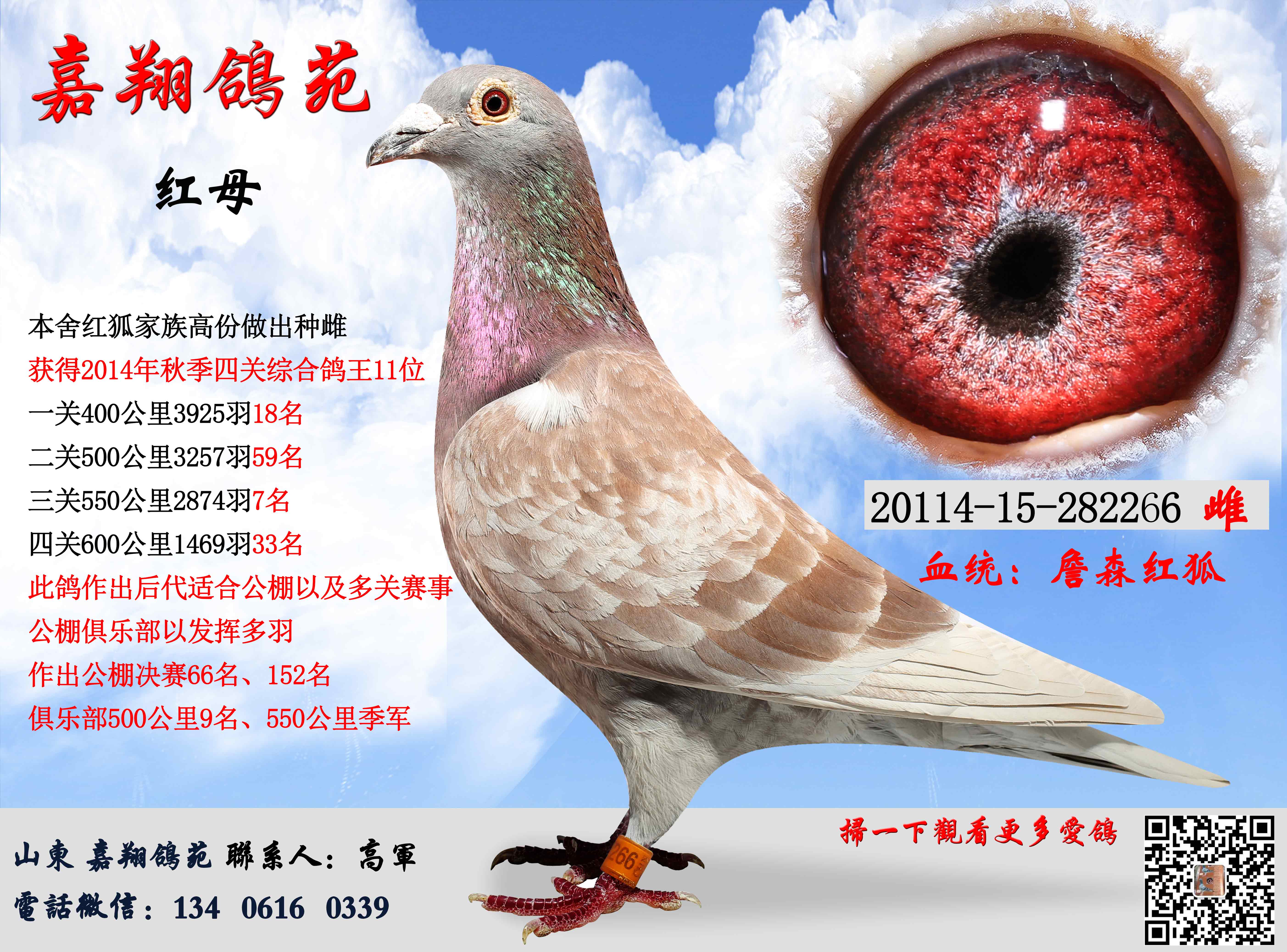 四川大红沙鸽子图片图片
