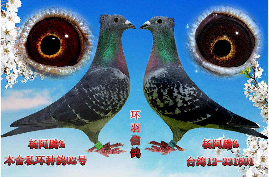 杨阿腾.鸟冠-环羽信鸽-中信网爱鸽商城