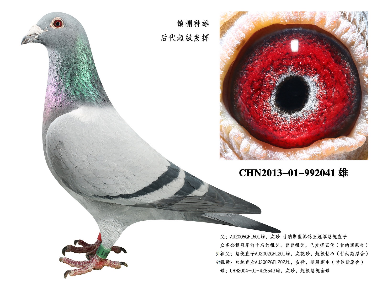 美国金字塔联合鸽舍