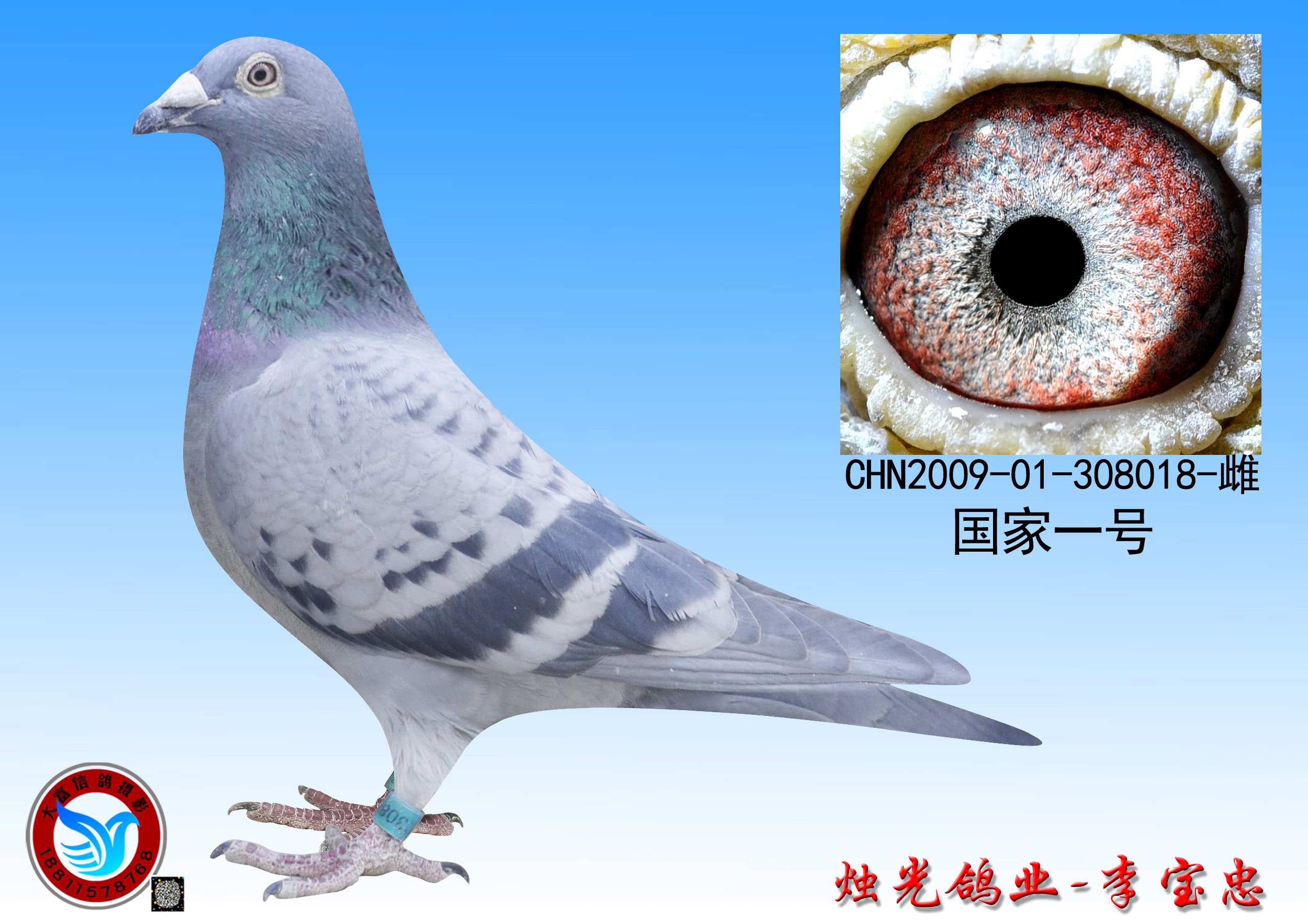 国家一号_烛光鸽业_ ag188.com爱鸽商城_中国信鸽信息网