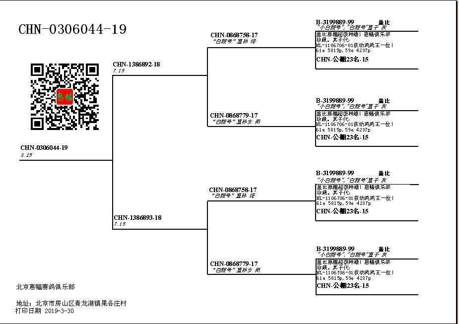 惠比特盖文血统表图片